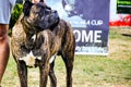 Cane corso italiano dog exhibition Sofi, Bulgaria